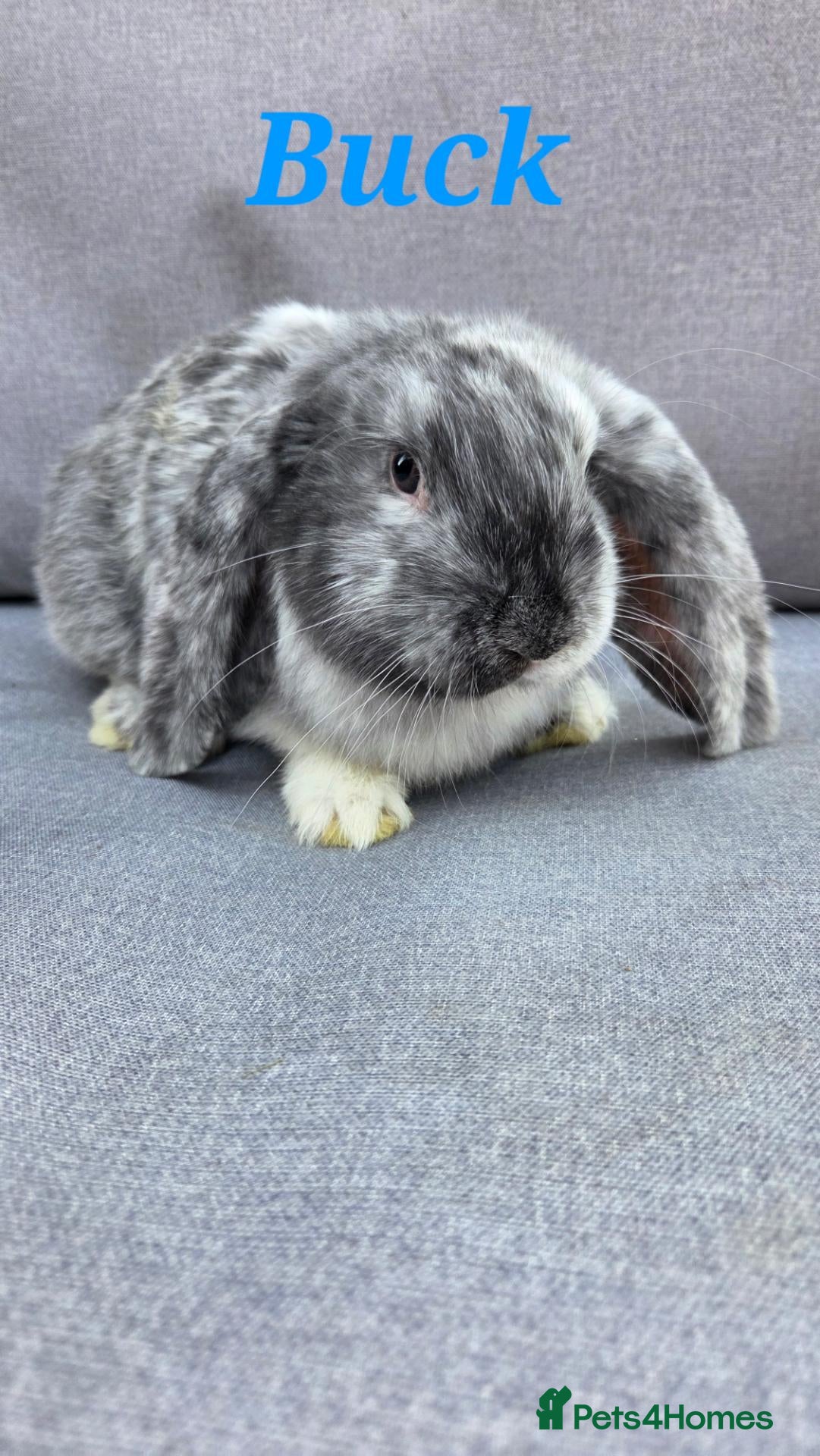 French Lop rabbits 🐰 Friendly French Lop Babies🐰 - Advert 1