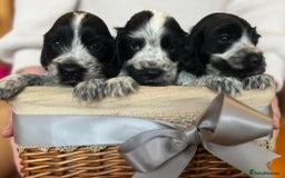 Cocker Spaniel dogs for sale: Show type Cocker Spaniel Pups for sale - Image 1