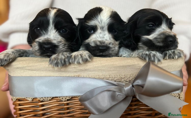 Cocker Spaniel dogs - Advert 10