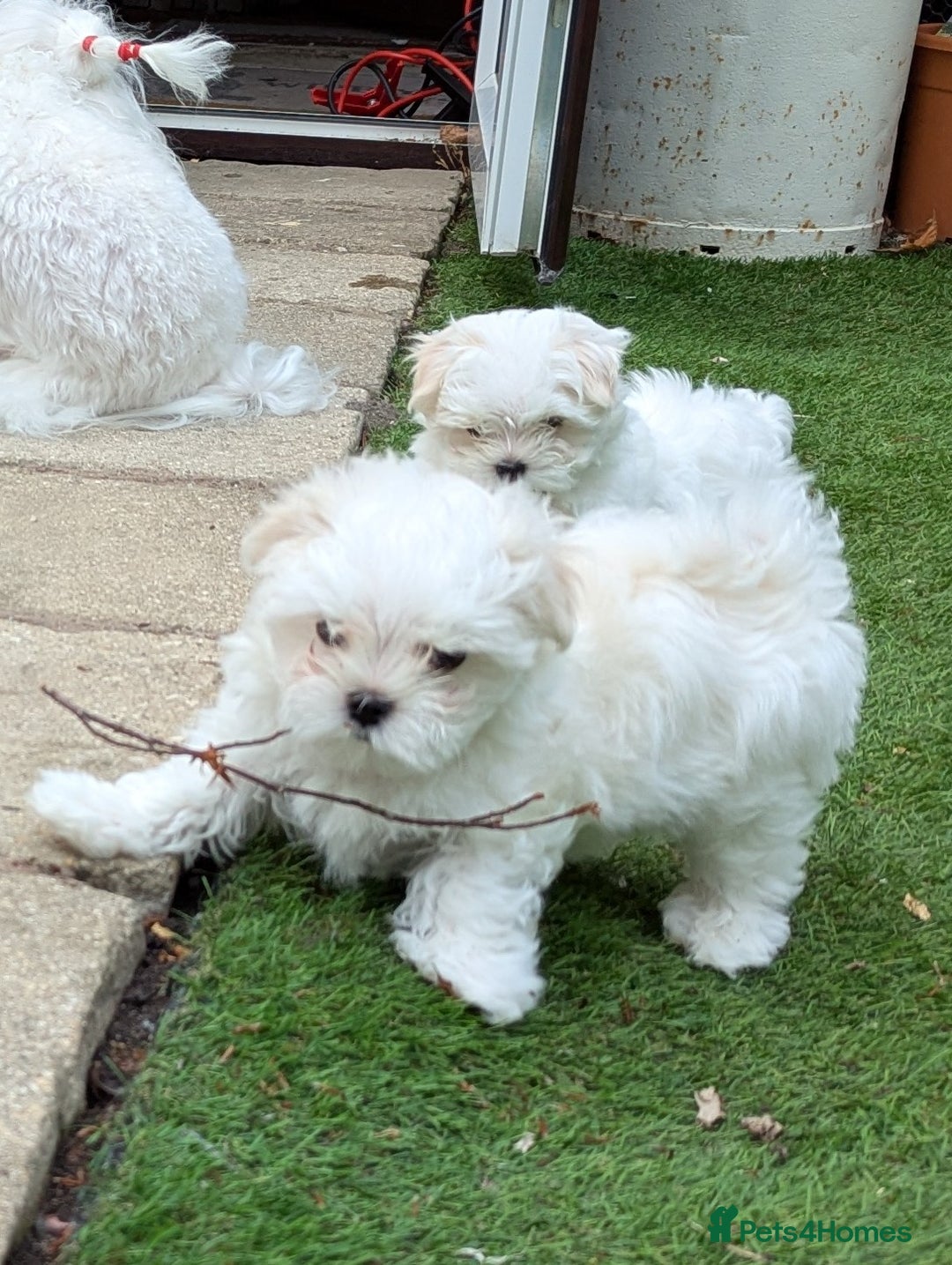 Maltese dogs for sale: Gorgeous KC pedigree Maltese puppy boy - Image 13