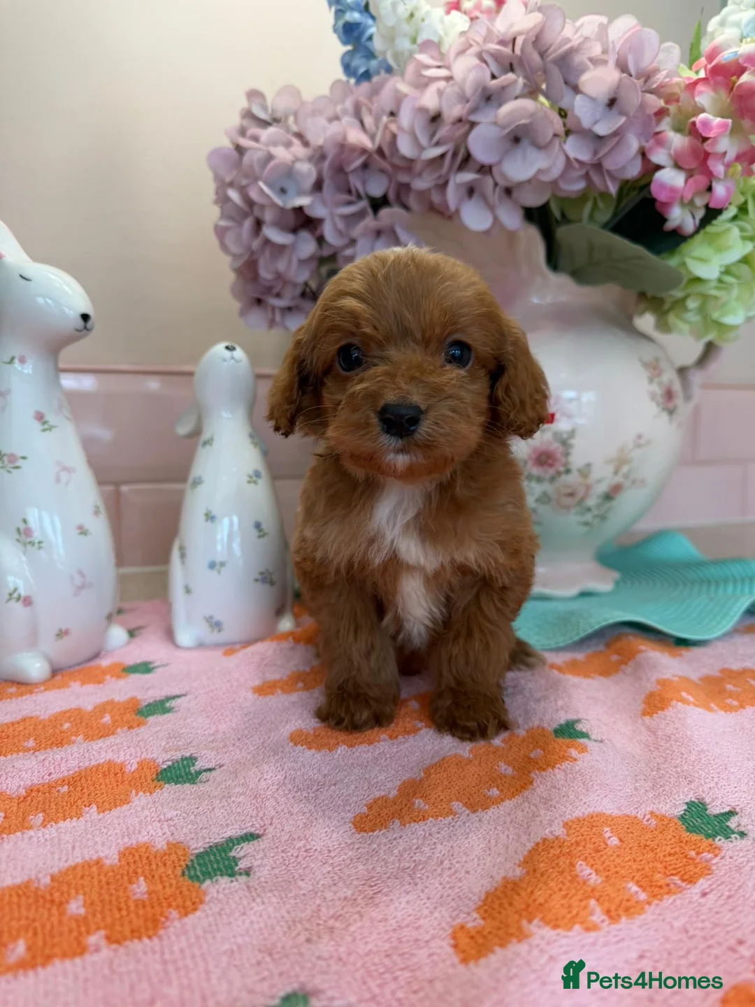 Cockapoo dogs for sale: Stunning cockapoo - Advert 1