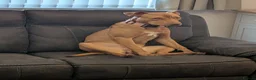Mixed Breed dogs for sale: 10 month old Staffordshire bull terrier cross in Middlesbrough - Advert 3