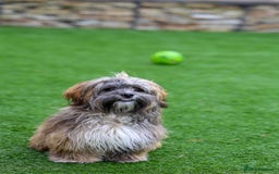 Mixed Breed dogs for adoption: Gilbert the hypoallergenic dog - Image 15