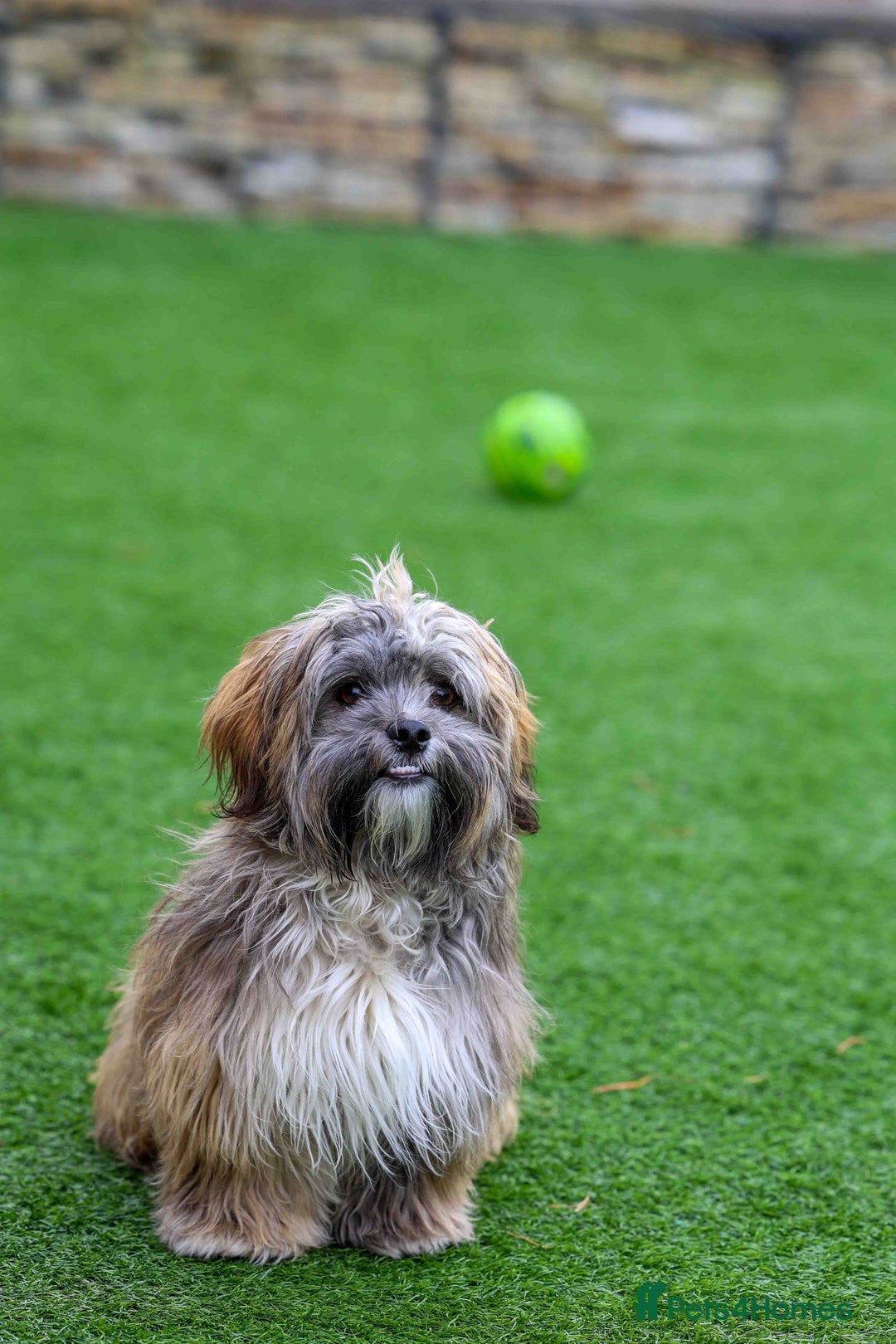 Mixed Breed dogs for adoption: Gilbert the hypoallergenic dog - Image 15