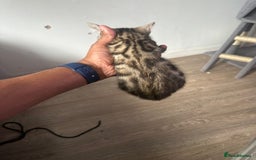 Bengal cats for sale: Stunning Bengal kittens - Image 16
