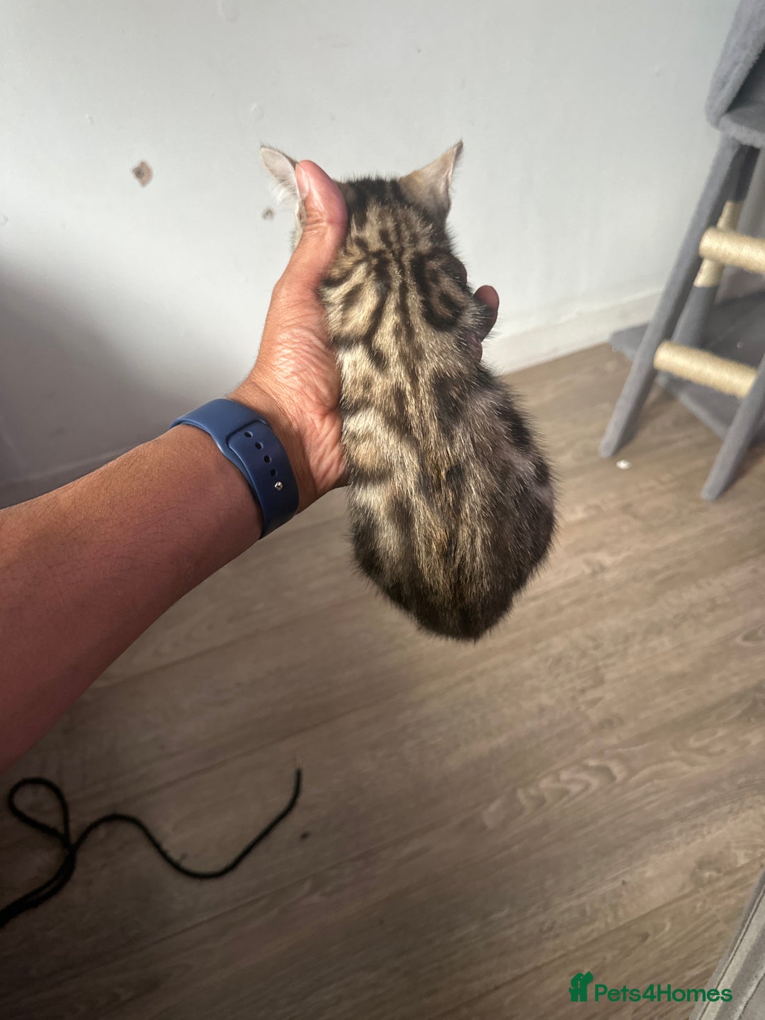 Bengal cats for sale: Stunning Bengal kittens - Image 16
