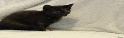 Mixed Breed cats for sale: Beautiful Female Kittens Ready for Forever Homes - Advert 12