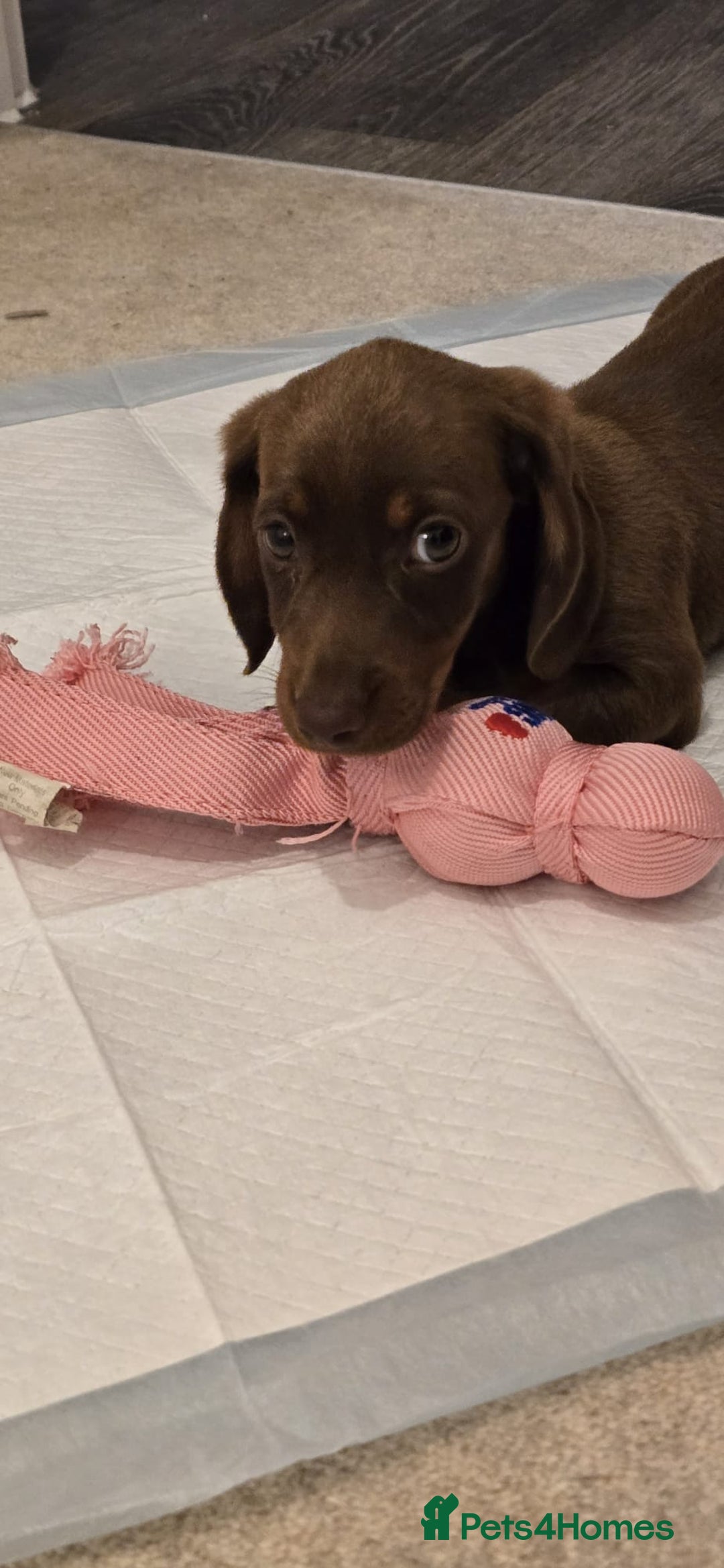 Miniature Dachshund dogs for sale: Chocolate/Tan puppy Esme - Image 4