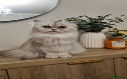 Persian cats for sale: Beautiful Persian kittens - Image 9