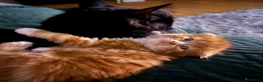 Scottish Fold Kitten 1