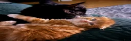 Scottish Fold cats for sale: Scottish fold longhair  - Advert 2