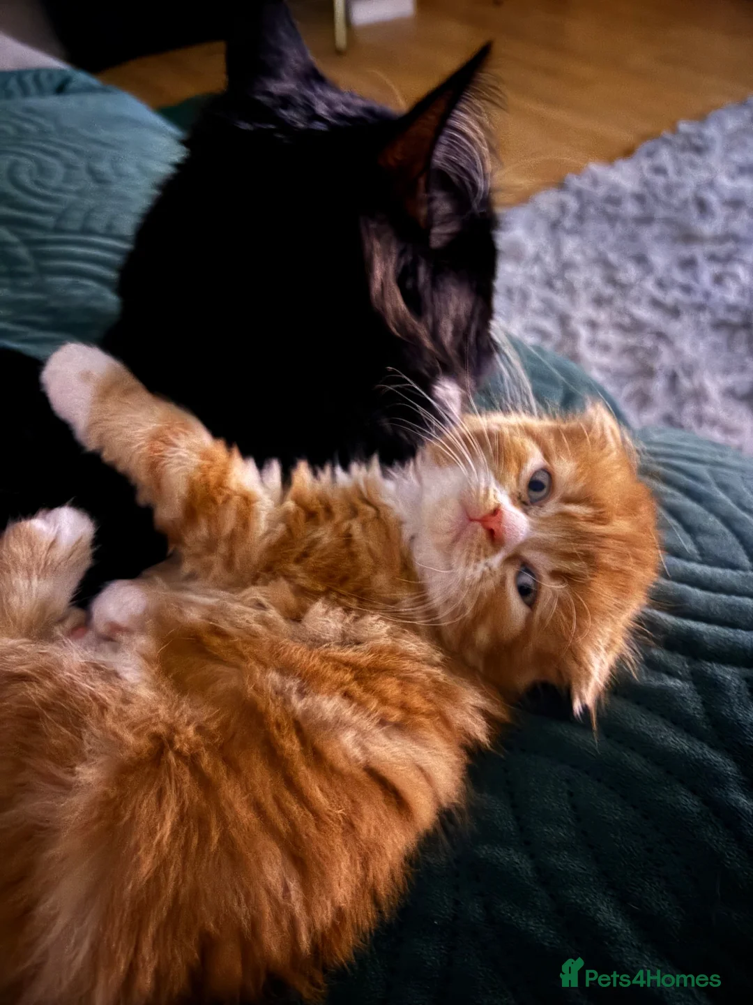 Scottish Fold cats for sale: Scottish fold longhair  - Advert 2