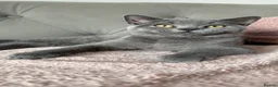 British Shorthair cats for sale: Ready for new homes - British Shorthair Kittens - Advert 4