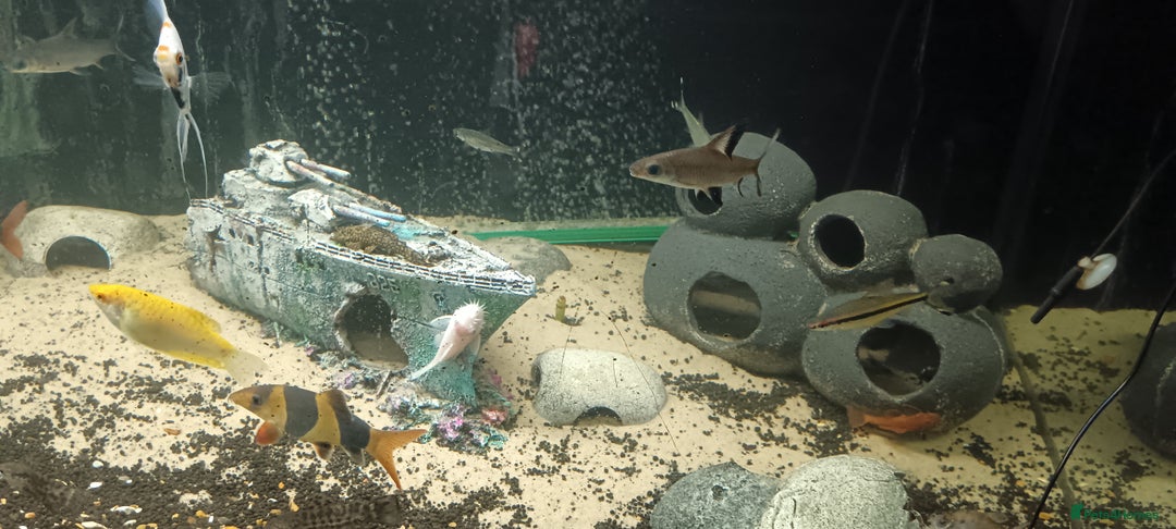 Other/Mixed Breed fish for sale: 5ft fish tank with fish - Image 12