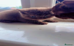 British Shorthair cats for sale: Pure cinnamon British short hair - Image 6