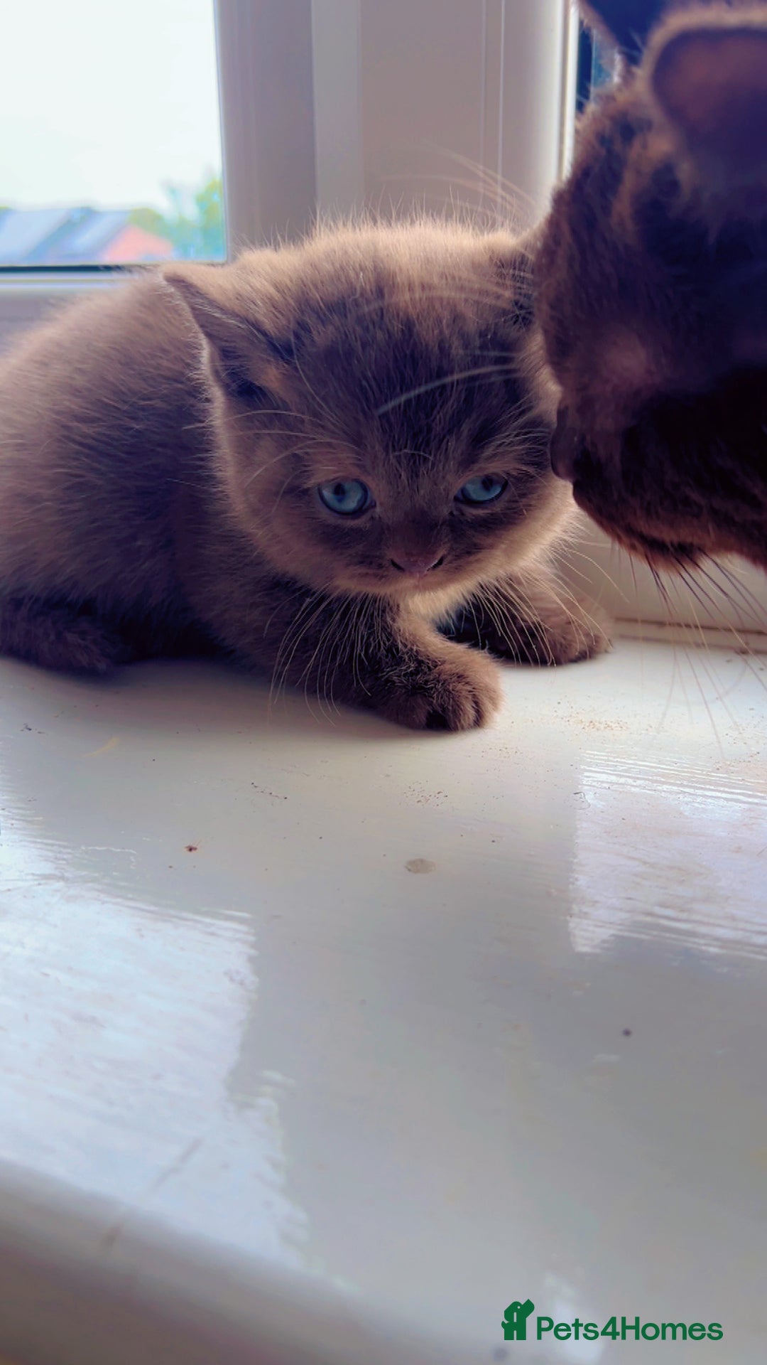 British Shorthair cats for sale: Pure cinnamon British short hair - Image 6