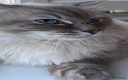 Ragdoll cats for sale: 7 ragdoll cats & kittens  - Image 24