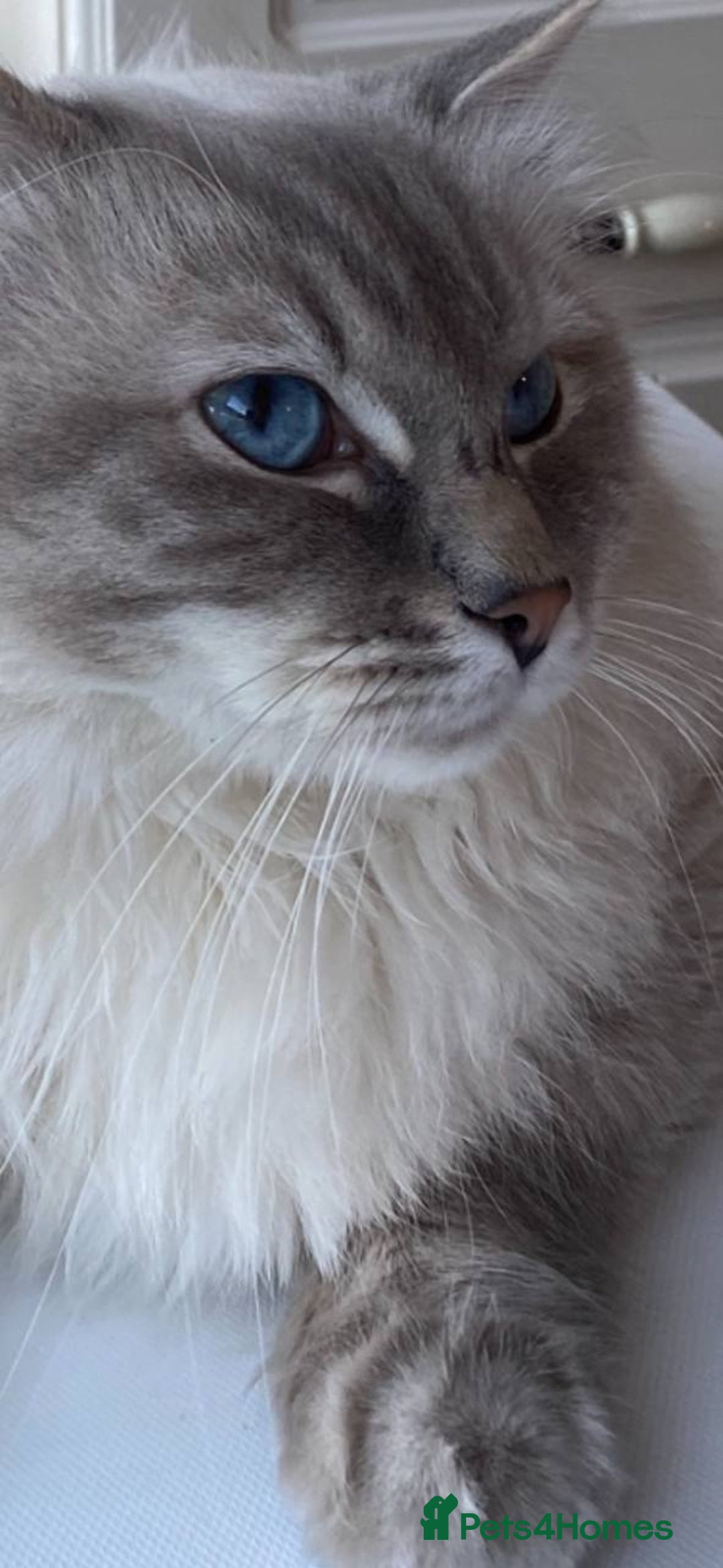 Ragdoll cats for sale: 7 ragdoll cats & kittens  - Image 24