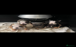 English Bulldog dogs for sale: KC registered English Bulldog Puppies  - Image 34