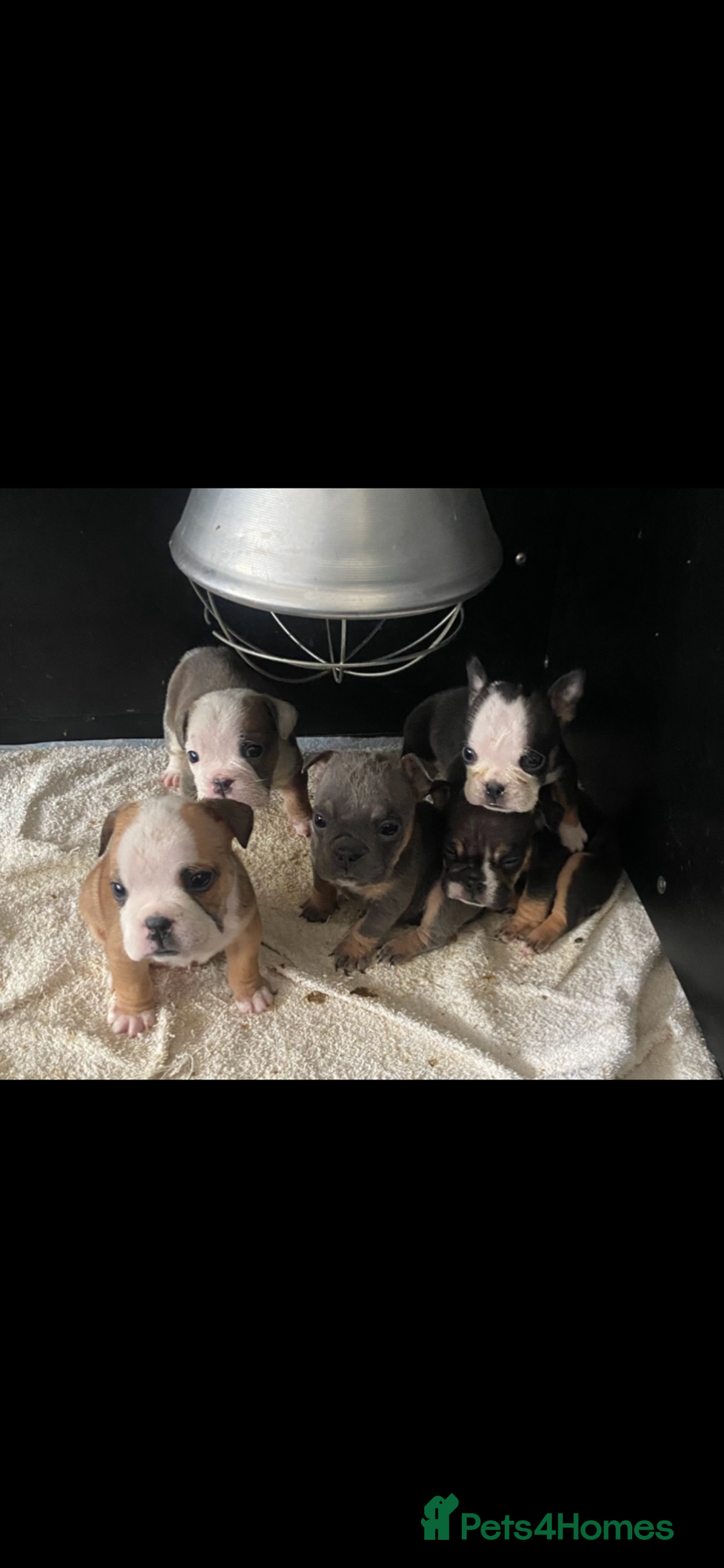 English Bulldog dogs for sale: KC registered English Bulldog Puppies  - Image 34