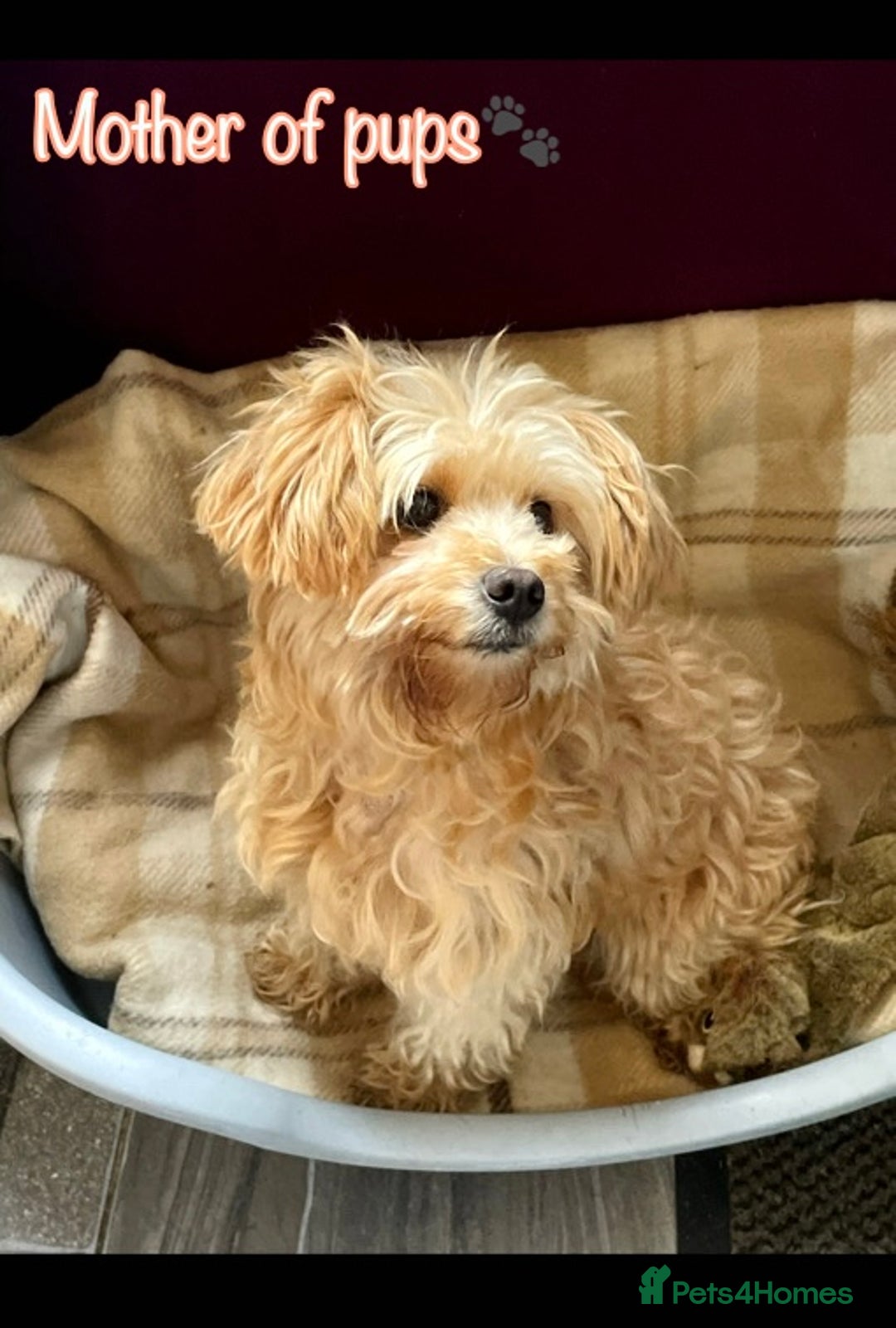 Miniature Poodle dogs for sale: 🐶 Miniature Poodle Puppies! 🐾 - Image 10