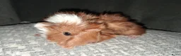 Guinea Pig rodents for sale: Beautiful baby boars for sale - Advert 5