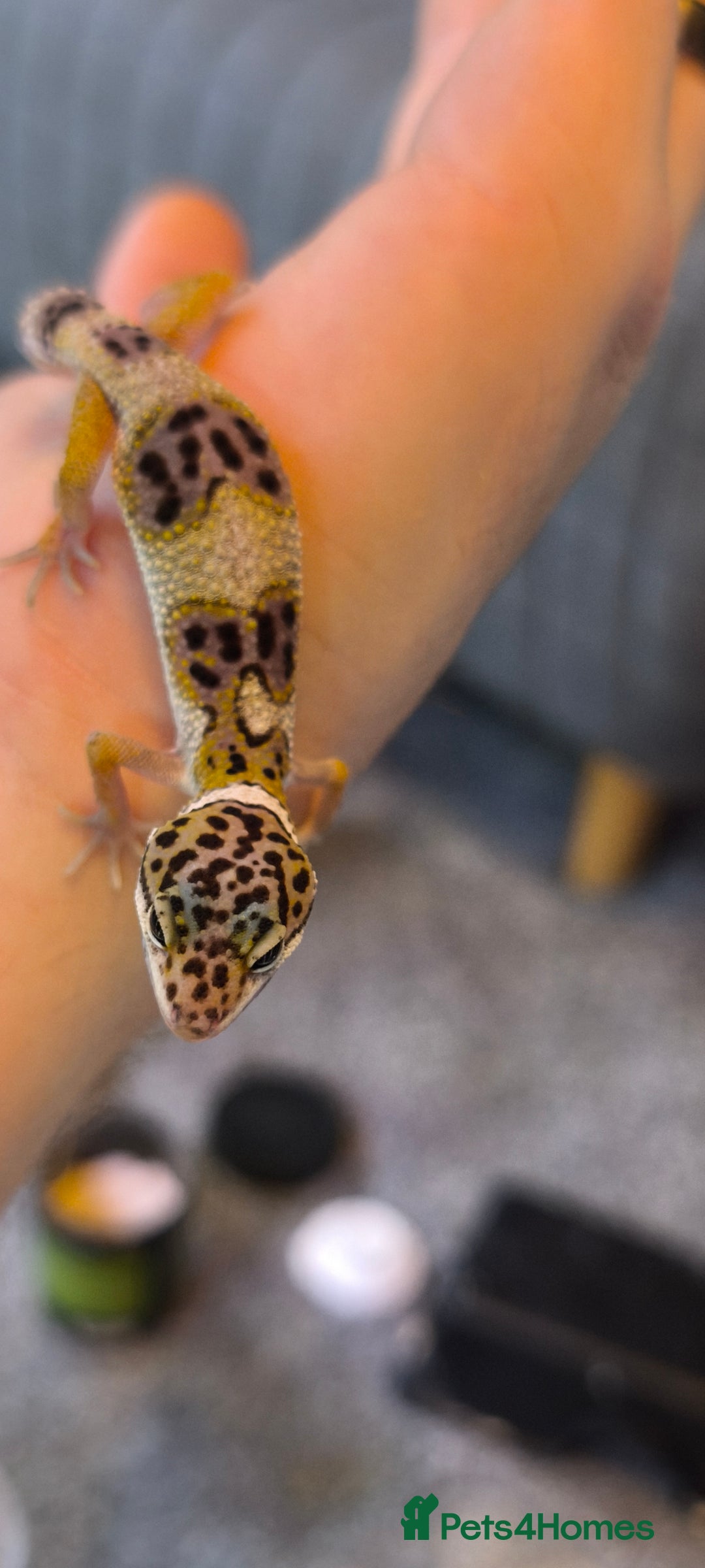 Gecko reptiles for sale: Leopard geckos and pictus geckos - Image 8