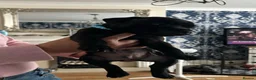Staffordshire Bull Terrier dogs for sale: 🖤LAST BOY🖤 CH Bill & Nova - Advert 15