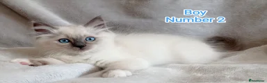 Ragdoll 2