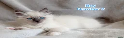 Ragdoll cats for sale: Beautiful Ragdoll Kittens Looking for Loving Homes - Advert 18