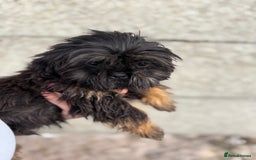Shih Tzu dogs for sale: Fluffy little Shih tzu pups - Image 6