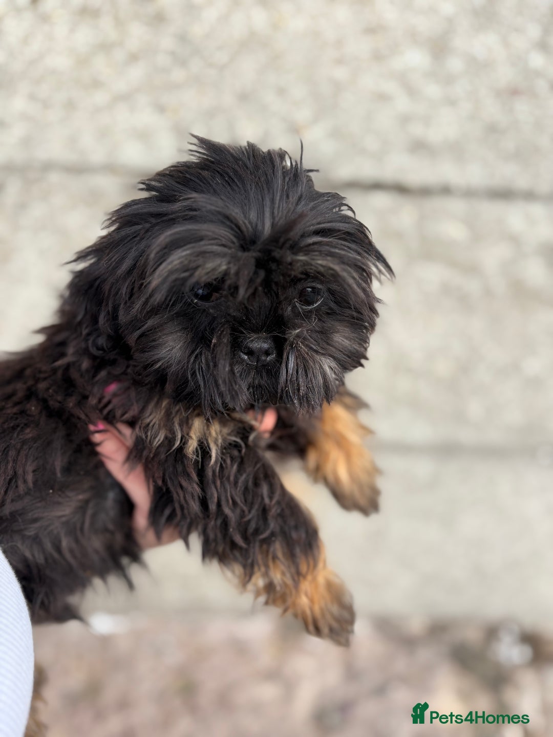 Shih Tzu dogs for sale: Fluffy little Shih tzu pups - Image 6