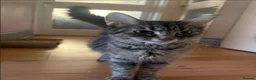 British Longhair cats for sale: 3 Lovely Kittens Looking for Their Forever Homes  - Advert 1