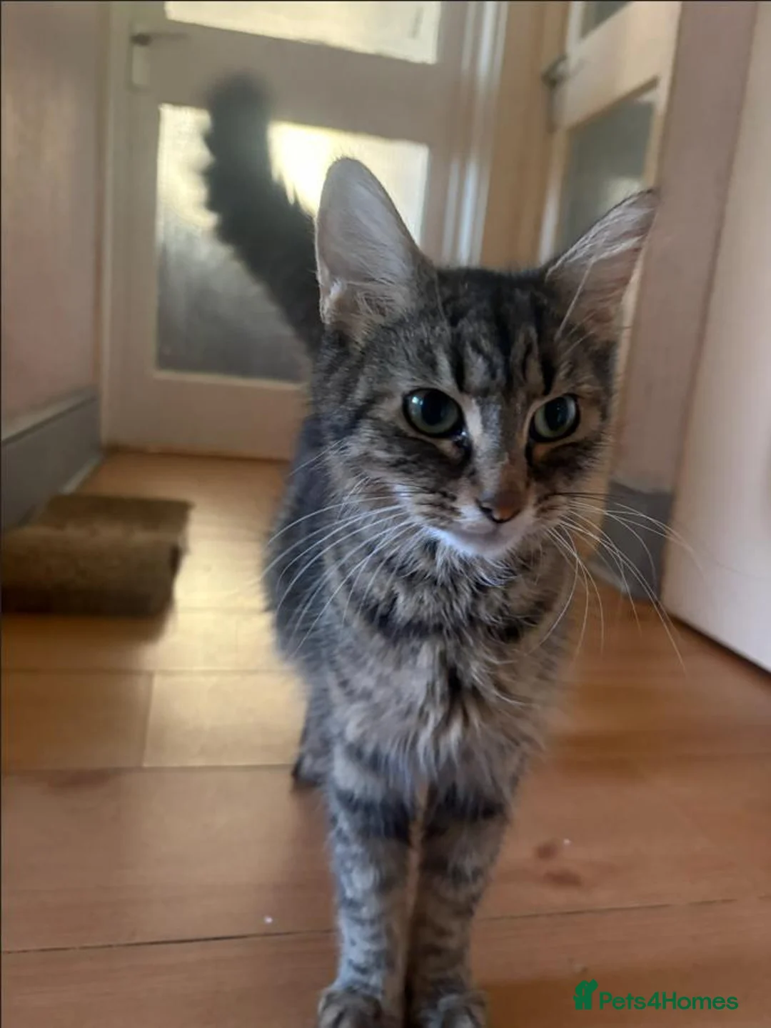 British Longhair cats for sale: 3 Lovely Kittens Looking for Their Forever Homes  - Advert 1