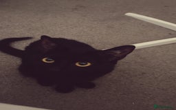 Domestic Shorthair cats for sale: Tallulah  - Image 4