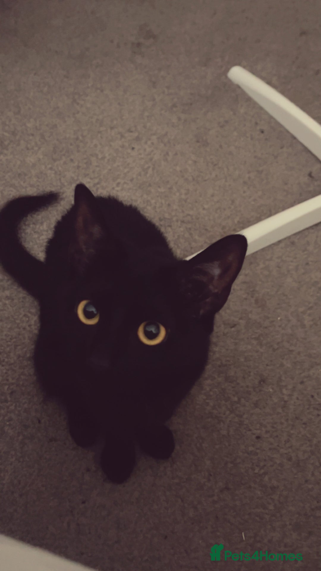 Domestic Shorthair cats for sale: Tallulah  - Image 4