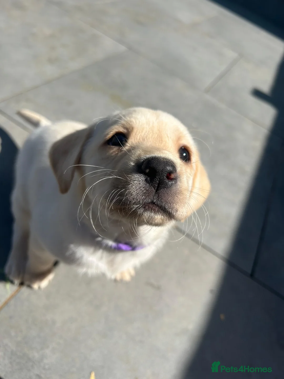 Labrador Retriever dogs for sale: Working Labs  - Advert 1