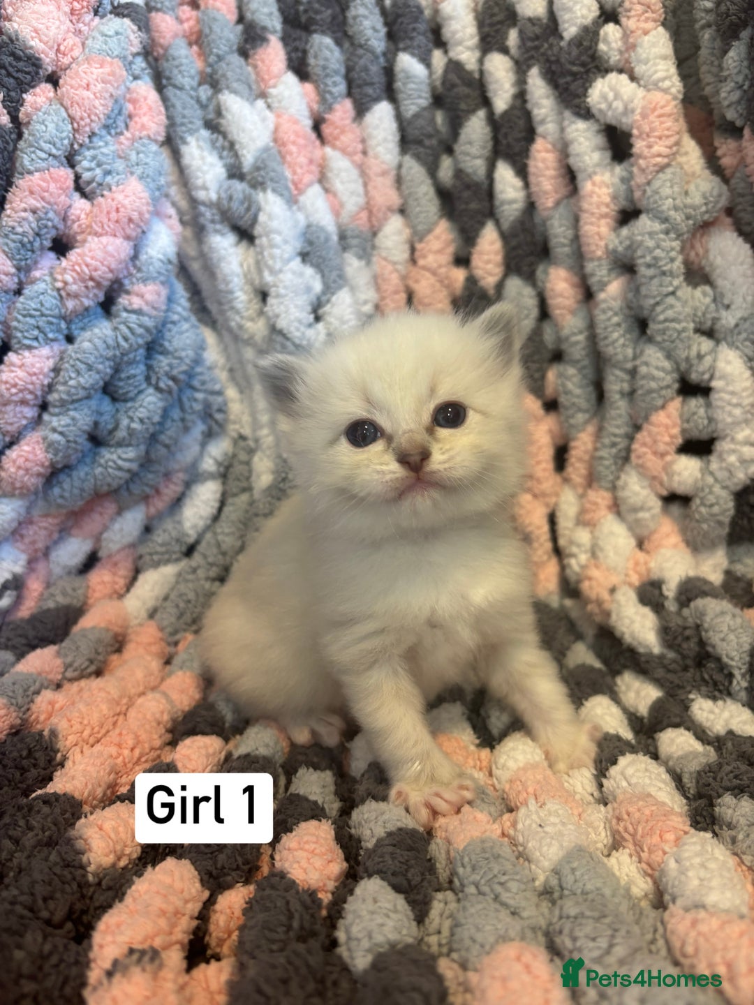 Ragdoll cats for sale: Beautiful ragdoll kittens 🩵 - Image 4
