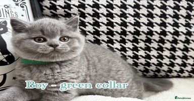 British Shorthair cats - Advert 7