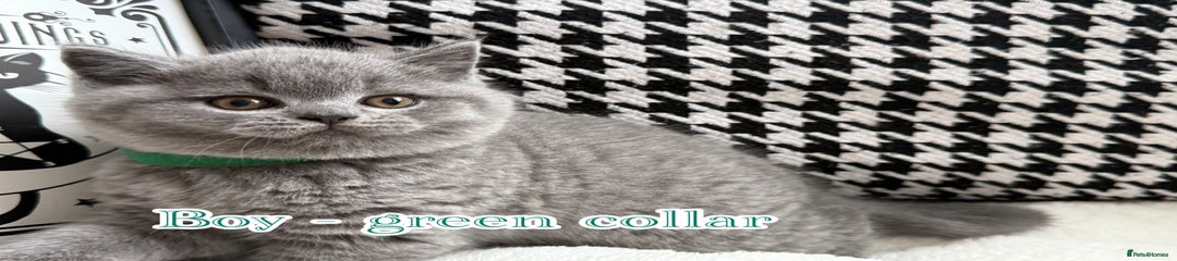 British Shorthair Kitten 2