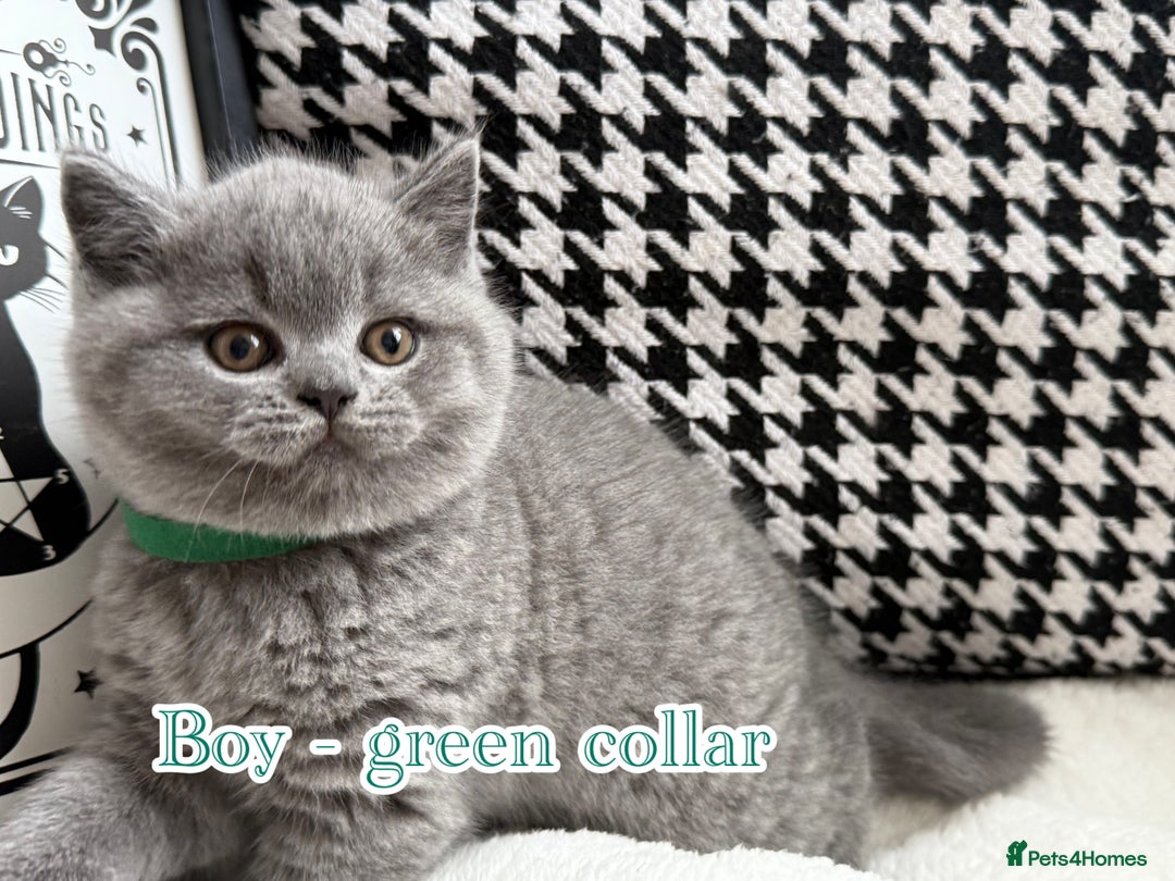 British Shorthair cats for sale: Adorable British Shorthair - Image 4