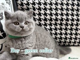 British Shorthair cats - Advert 2