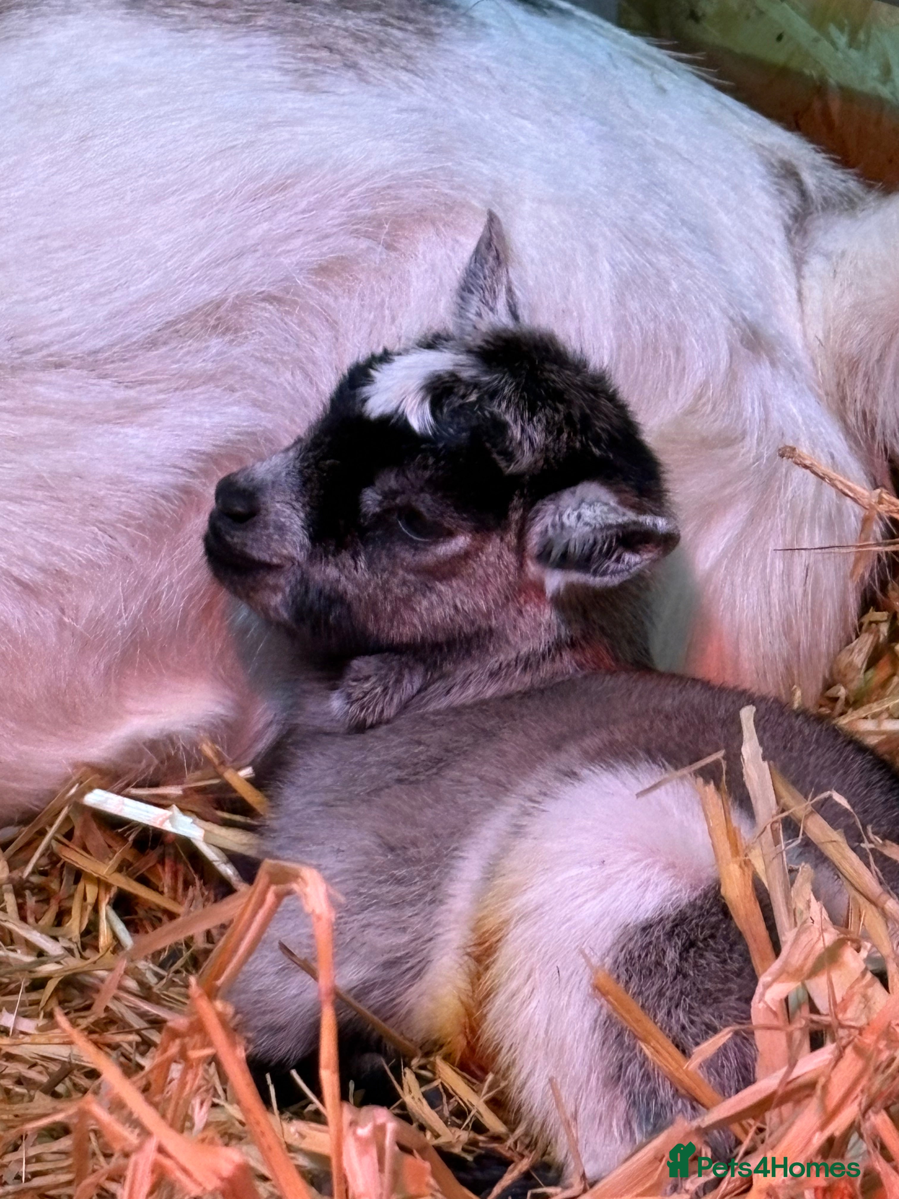 Goats livestock Beautiful Pygmy goat kids - stunning colours  - Advert 1