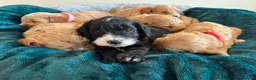 Cockapoo dogs for sale: Toy cockapoo puppies (golden) (tri) super cute - Advert 16