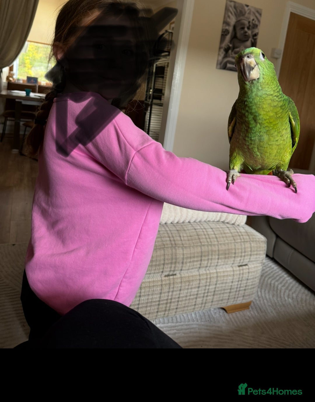 Parrots birds for sale: Amazon Parrot - Advert 5