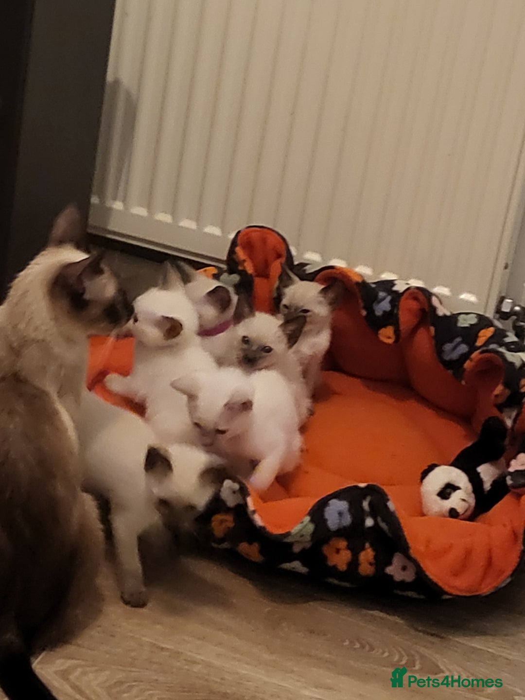 Siamese cats for sale: Traditional Siamese kittens - Image 9