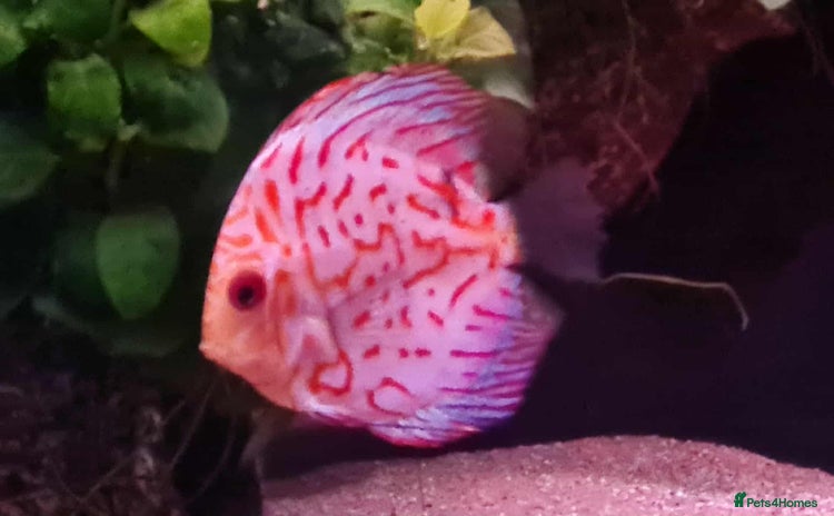 Discus fish - Advert 1