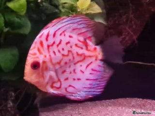 Discus fish - Advert 19