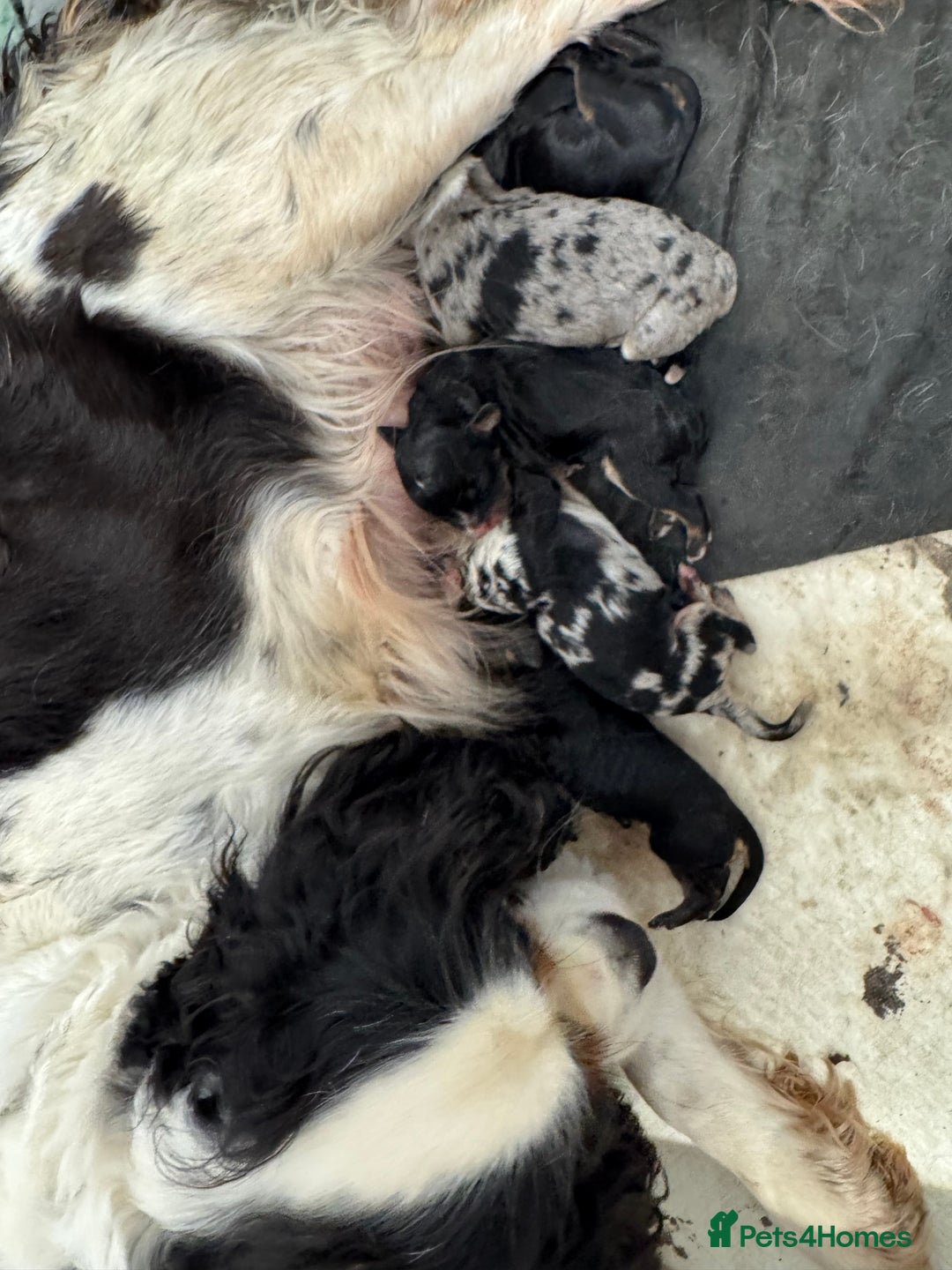 Cavapoo dogs for sale: Cavapoo puppies f1  - Advert 2