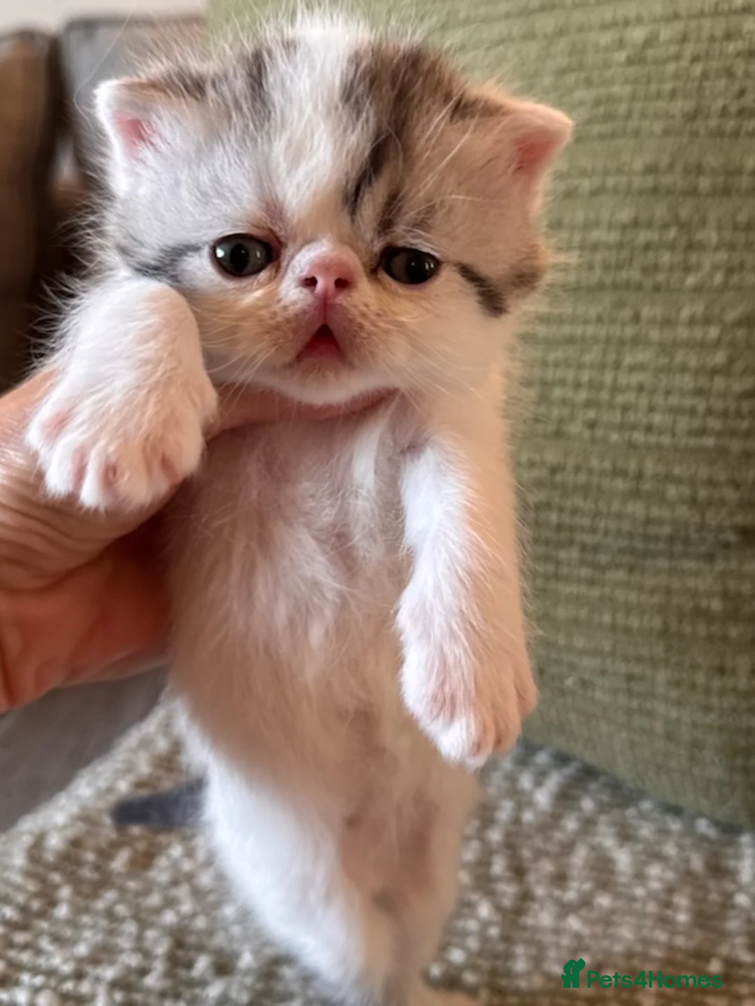 Exotic cats for sale: Exotic Persian  in Birmingham - Advert 2